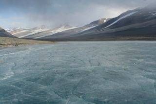 一种在南极洲冻原深水区发现的苔藓植物1.jpg