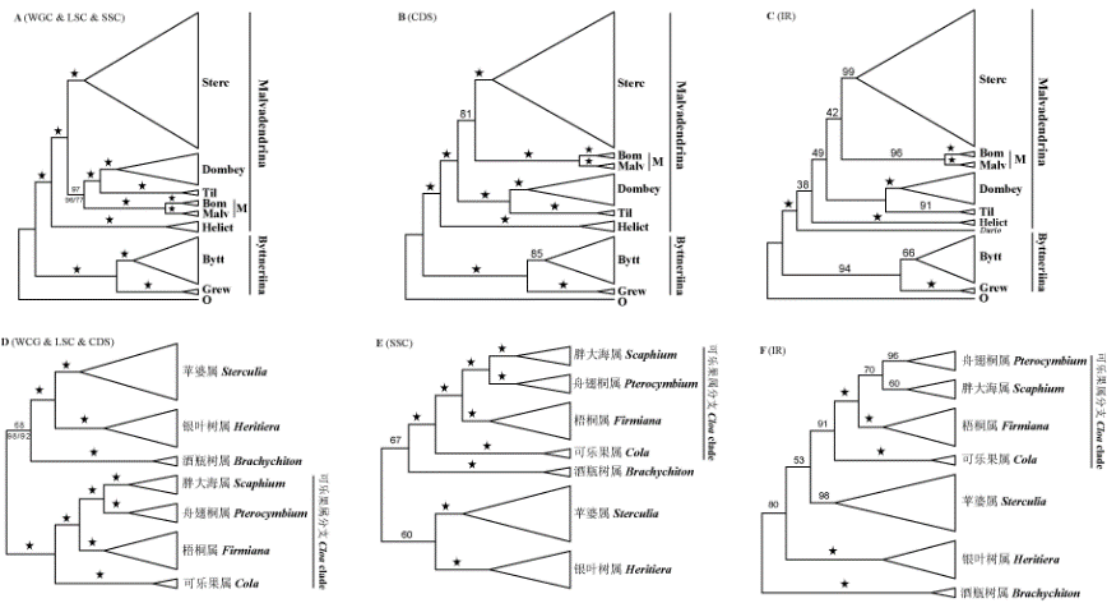 图2. 基于不同数据集构建的锦葵科(A-C)和梧桐亚科(D-F)最大似然系统发育树.jpg